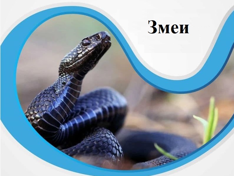 Памятка "Змеи" Памятка "Змеи".