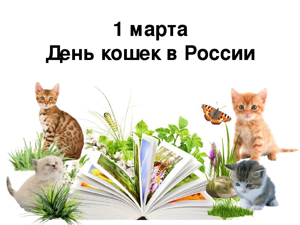 День кошек День кошек.